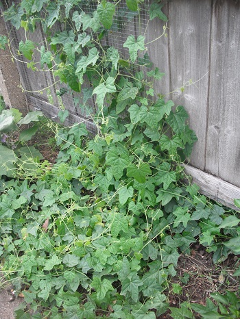 cucamelon vine growing on a fence