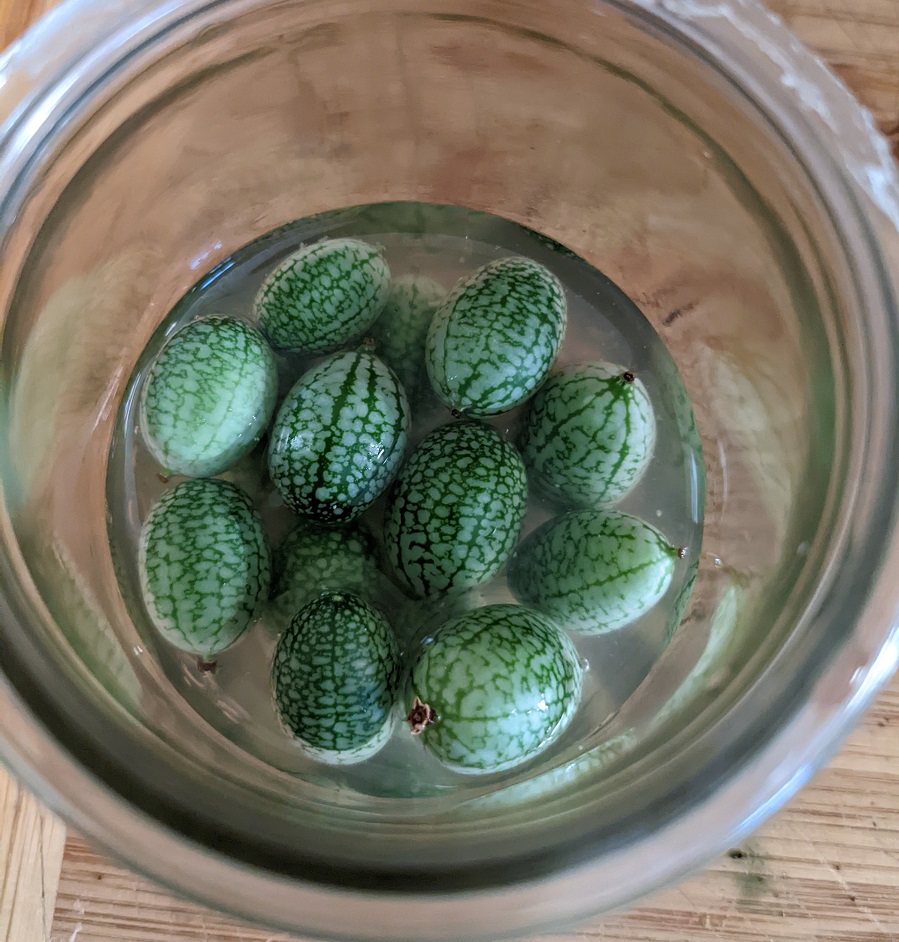 cucumelon cucamelon in brine for cocktails