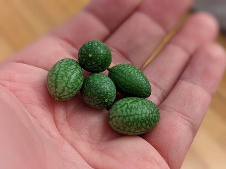 handful of cucumelon cucamelon fruits