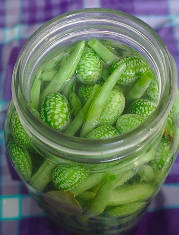 cucumelon cucamelon pickles in brine jar